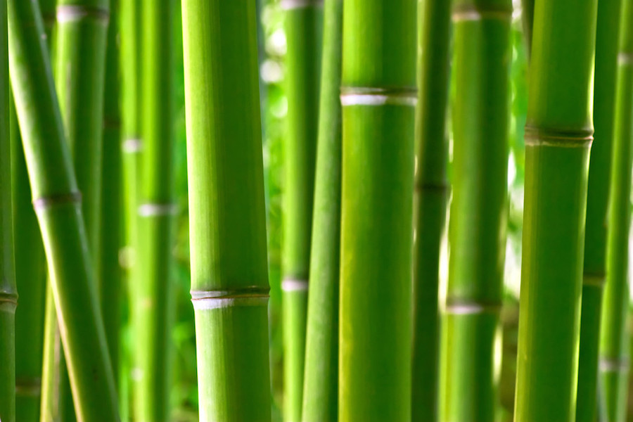 zen-bamboo