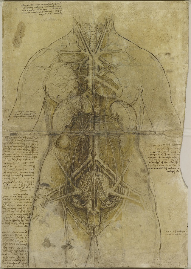 Leonardo da Vinci Sistema cardiovascular y órganos del torso femenino
