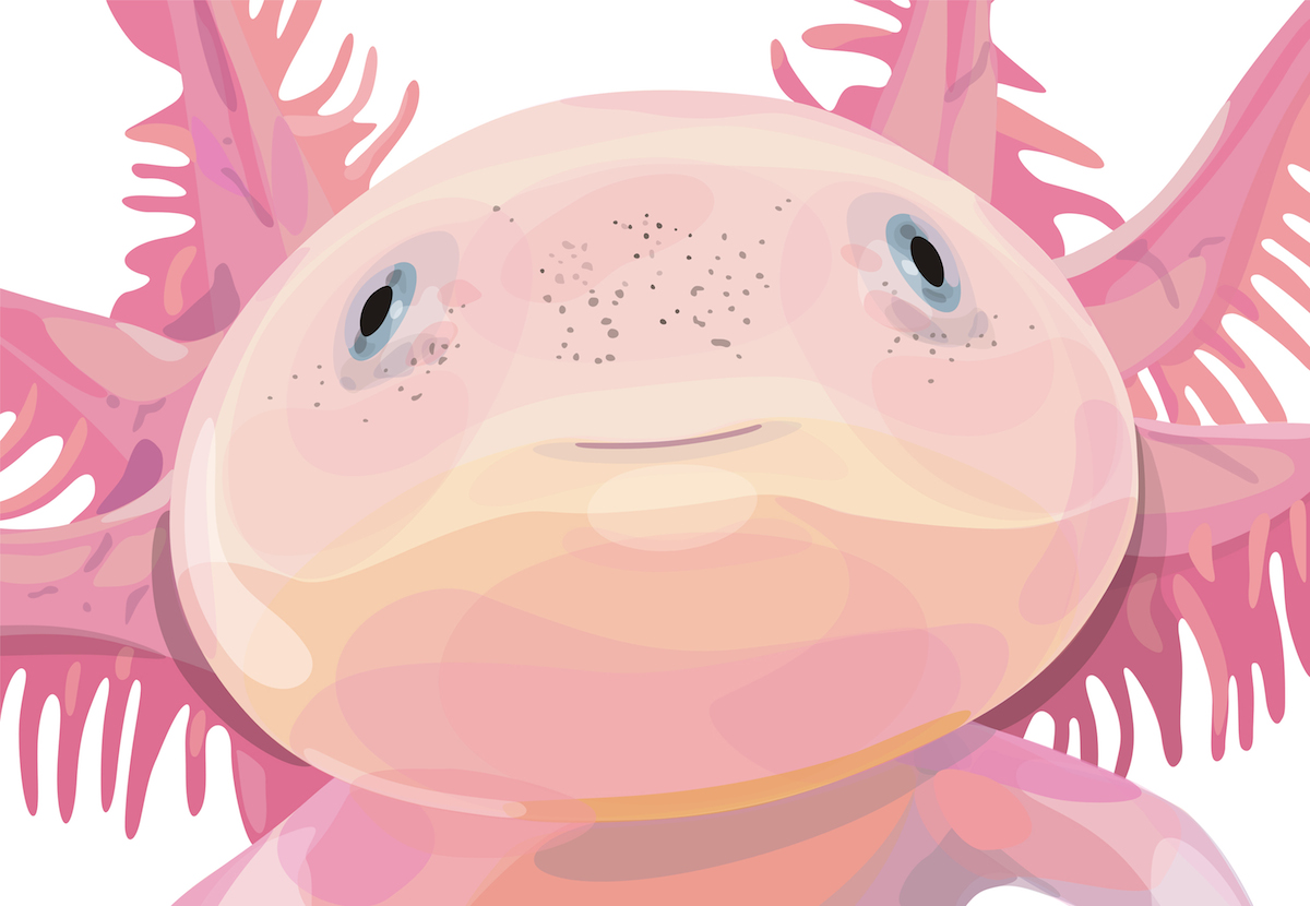 Axolotl