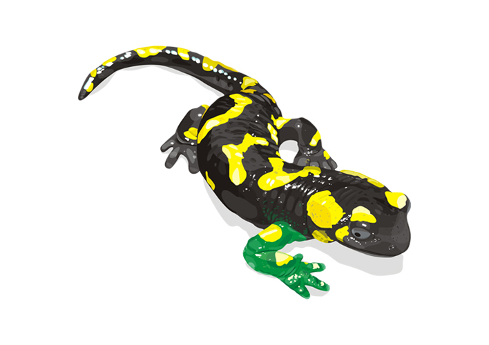 Salamandra