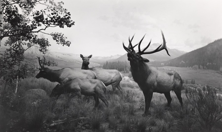 101Wapiti-1980